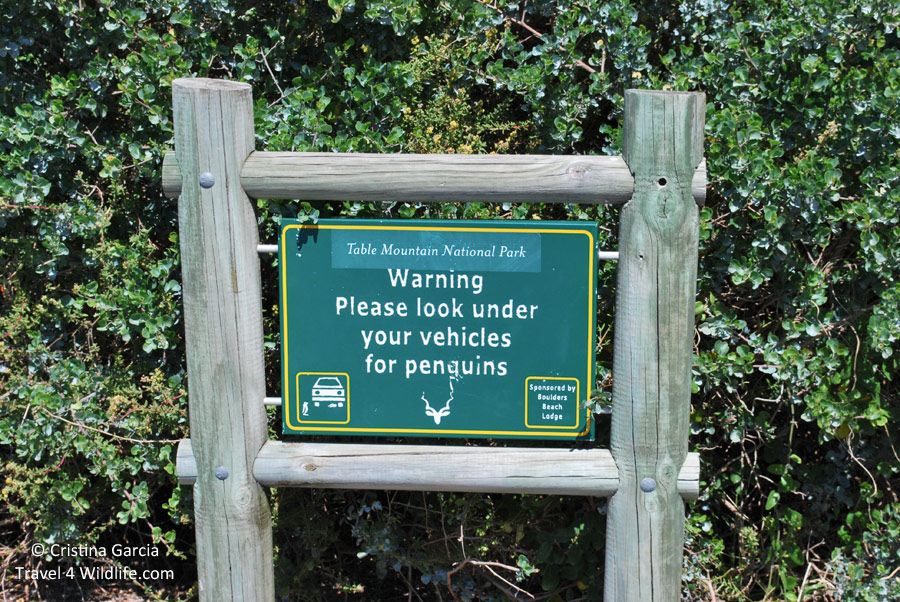 Are there any penguins under your car?