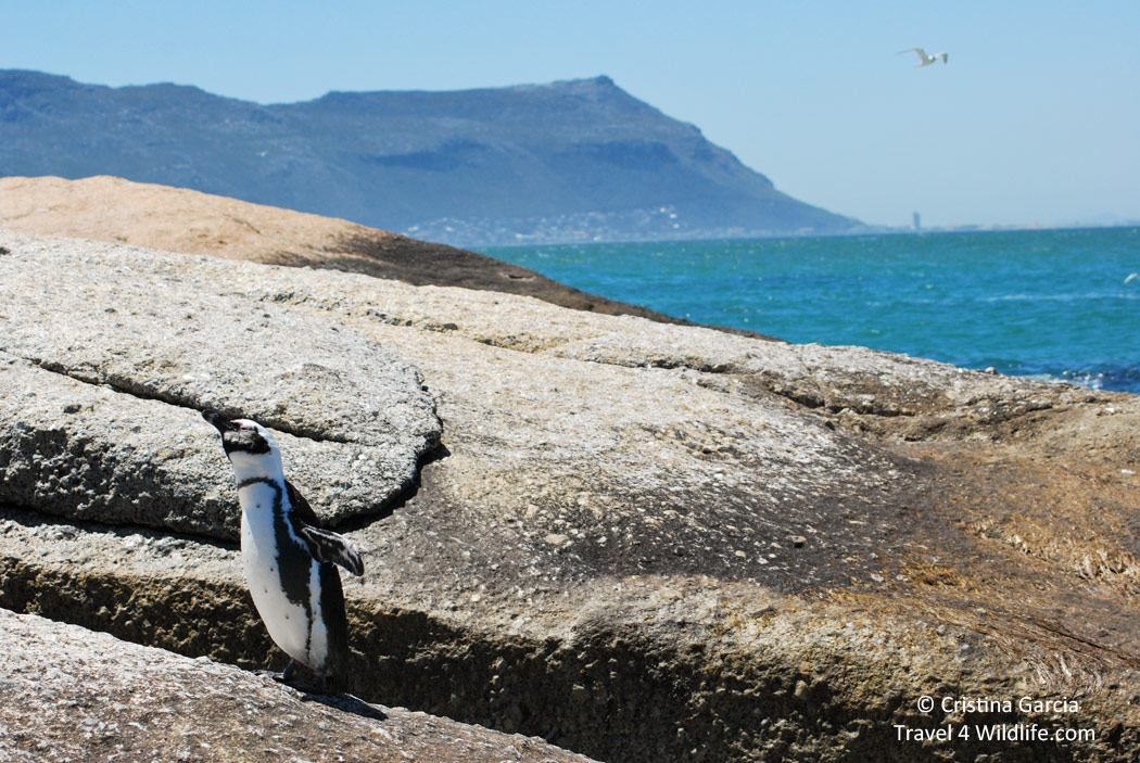 African penguin drying off after coming out of sea