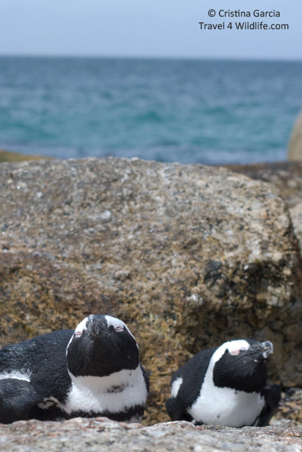 White and black facial marking of adult penguins