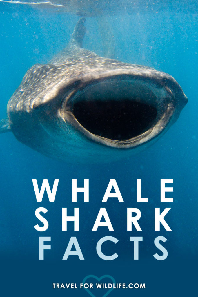 Learn fun & fascinating Whale Shark facts! 