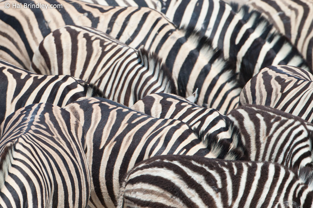 Stripe patterns may make it difficult for predators to single out an individual from a group. Notice the shadow stripes on these zebras in Namibia.