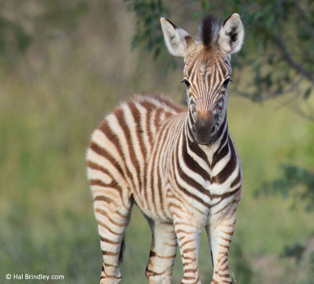 A Dazzle of Zebras: A Striped Photo Gallery - Travel 4 