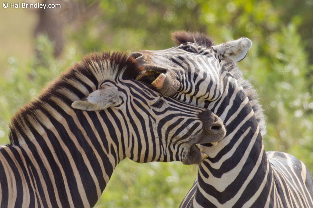 Two zebras neck to neck