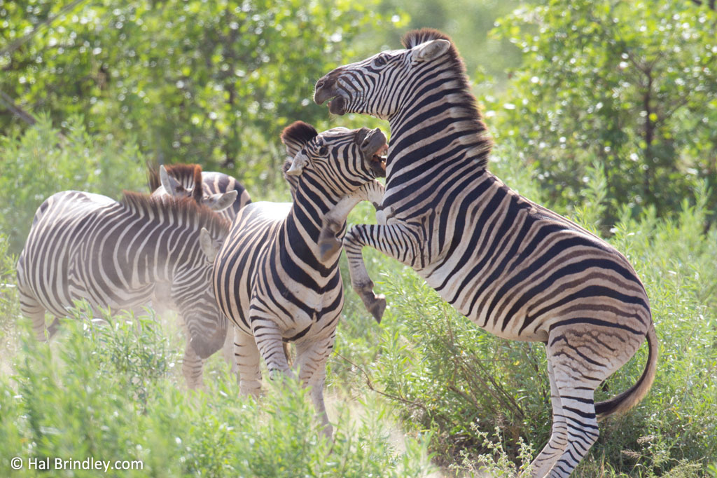 zebras in Etosha National Park