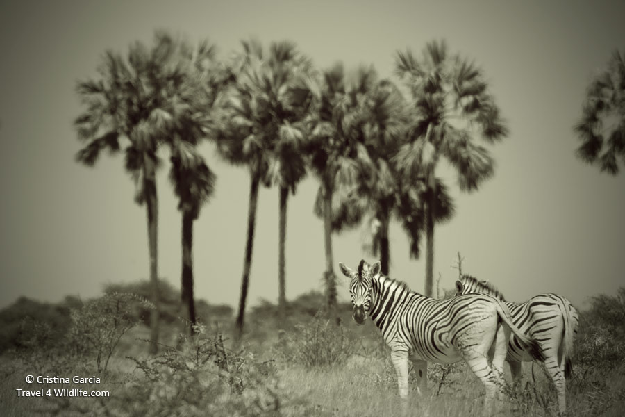 Zebras make a stop at Twee Palms waterhole in Etosha, Namibia