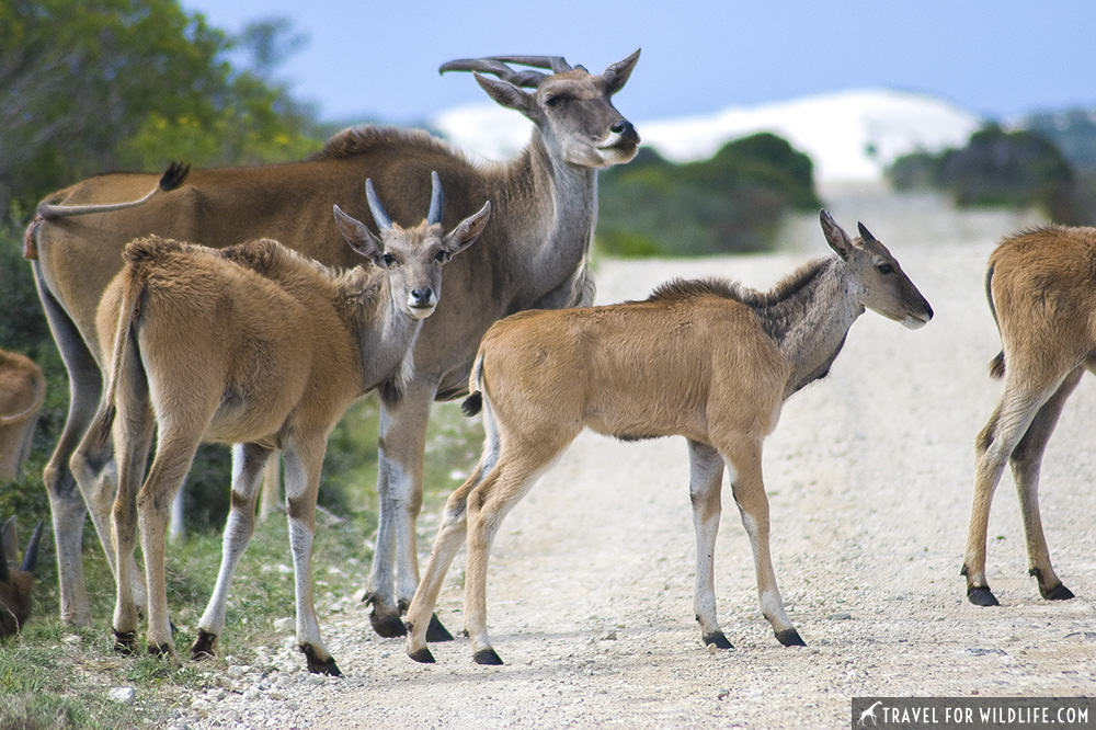 group of Eland crossing the road at De Hoop nature reserve