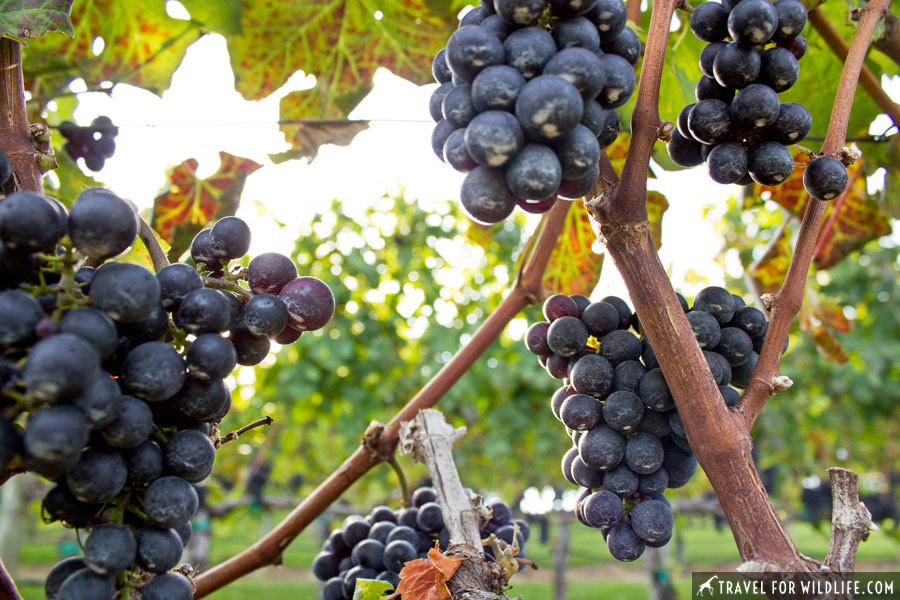 wine grapes