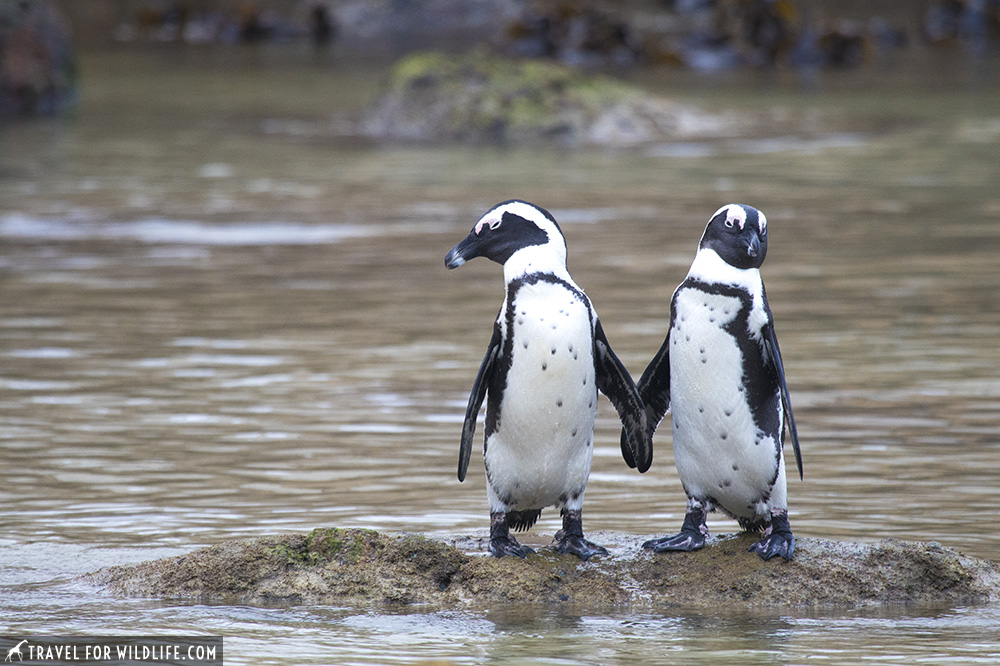 A couple of Boulders Beach penguins holing flippers