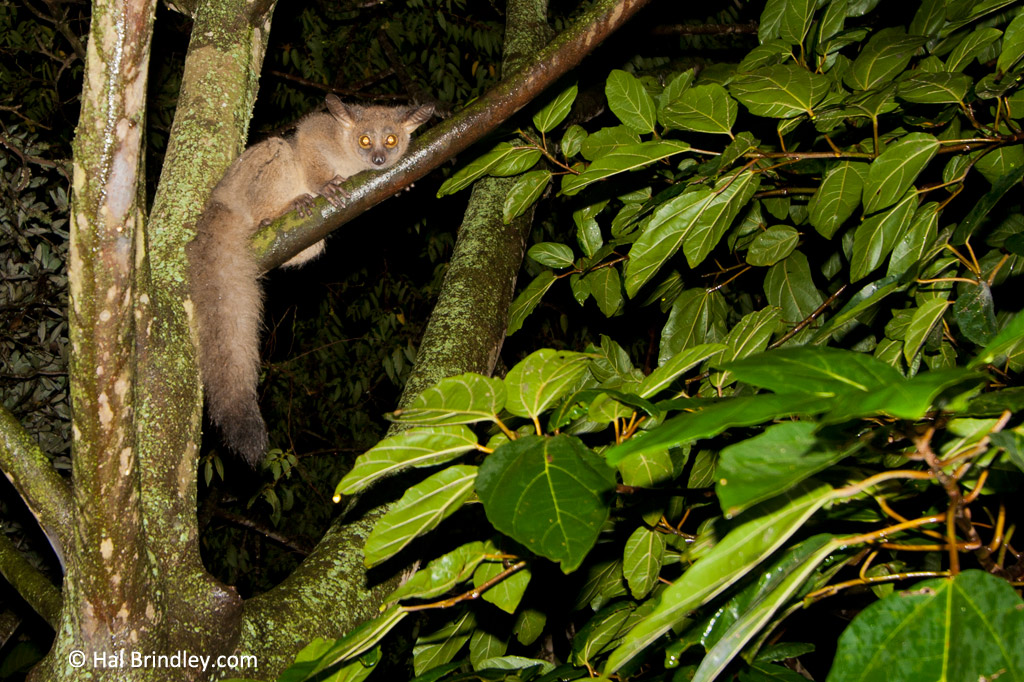 A Greater Bushbaby (thick-tailed greater galago) at Isinkwe Backpackers, South Africa