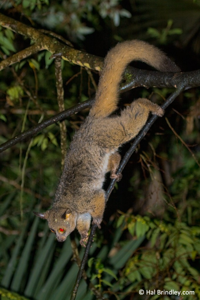 Greater Bushbaby climbing through the trees