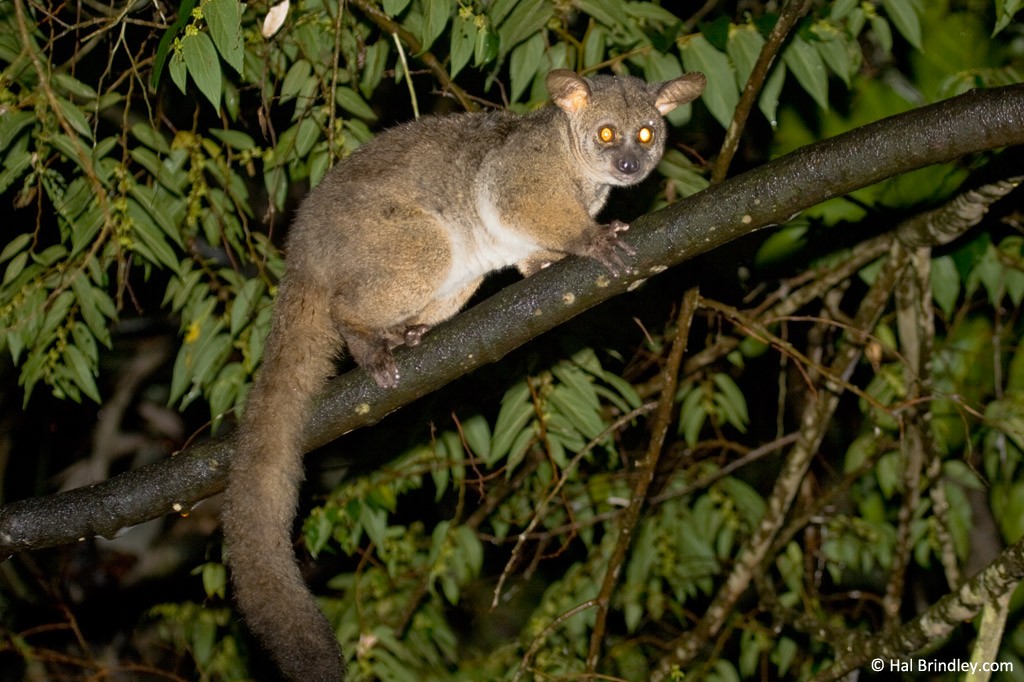 Where to see bushbaby in South Africa