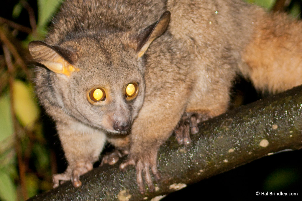 Greater Bush baby, South Africa