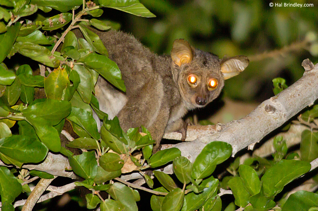 A Greater Bush baby in Kruger National Park, South Africa