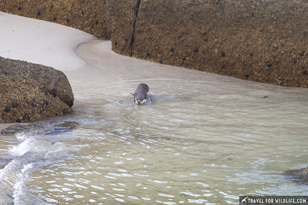 African clawless otter getting in the water