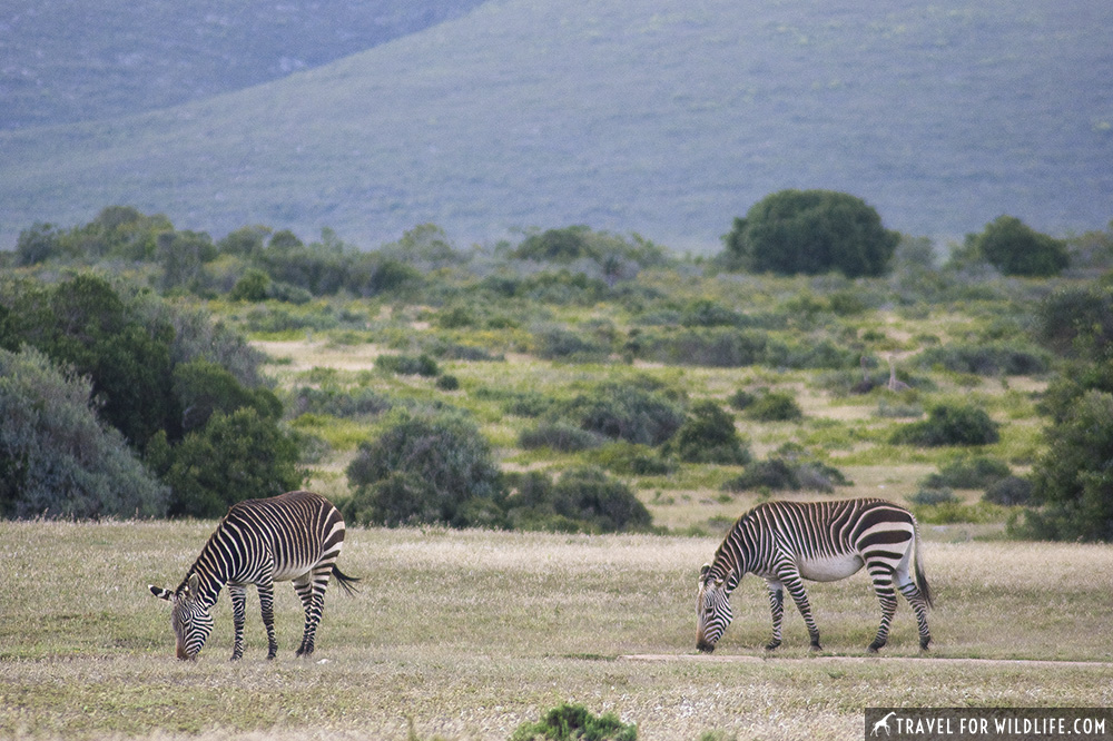 Two cape mountain zebras grazing