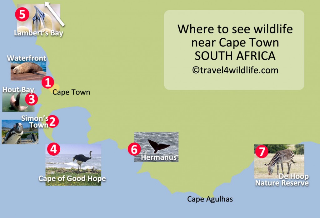 Take A Wildlife Safari, Cape Town Style Travel For Wildlife