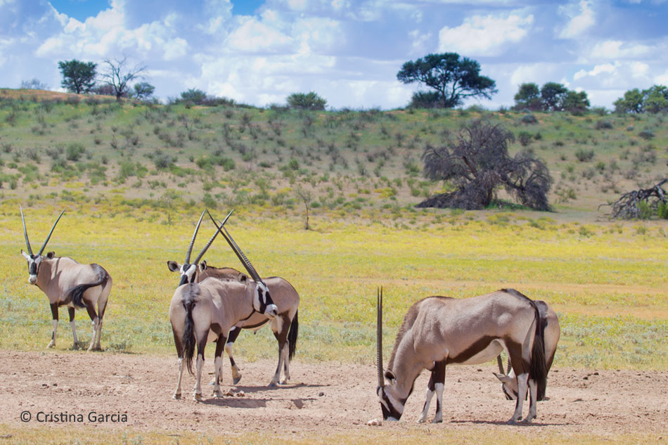 Gemsbok live in mixed groups of males and females unlike other antelope species 