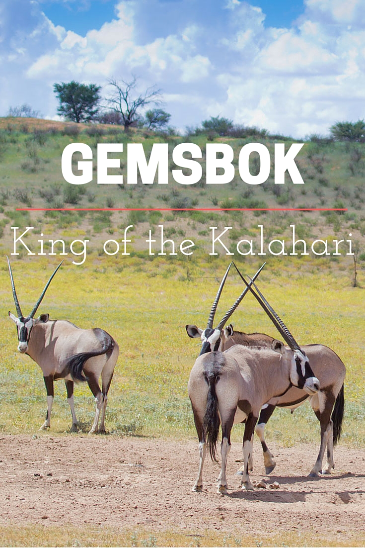 How do gemsbok survive in the Kalahari? This and other facts about this incredible African antelope