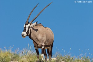 What do lions eat? Gemsbok are one of their favorite foods!