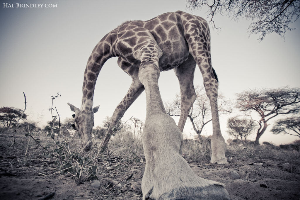An unusual perspective of a browsing giraffe in the Kalahari