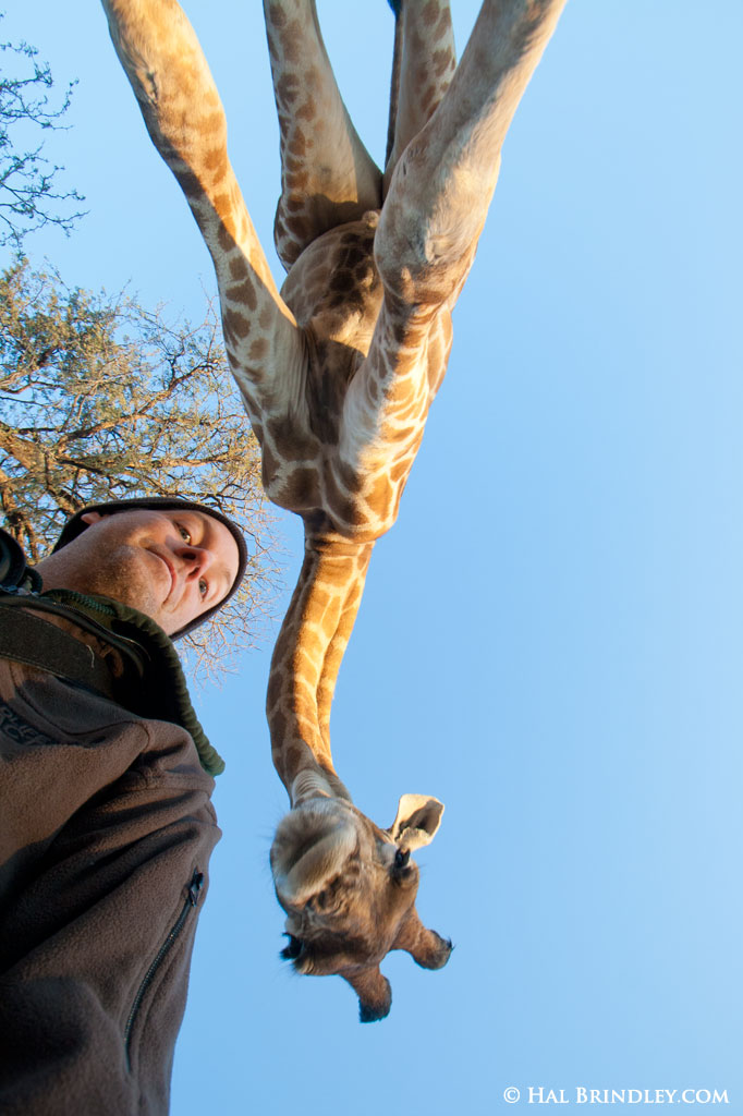 Self portrait, Hal Brindley and Josh the Giraffe, Kalahari Dessert Botswana