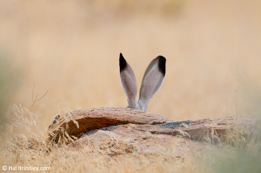 Jack Rabbit, Antelope Island, Utah.