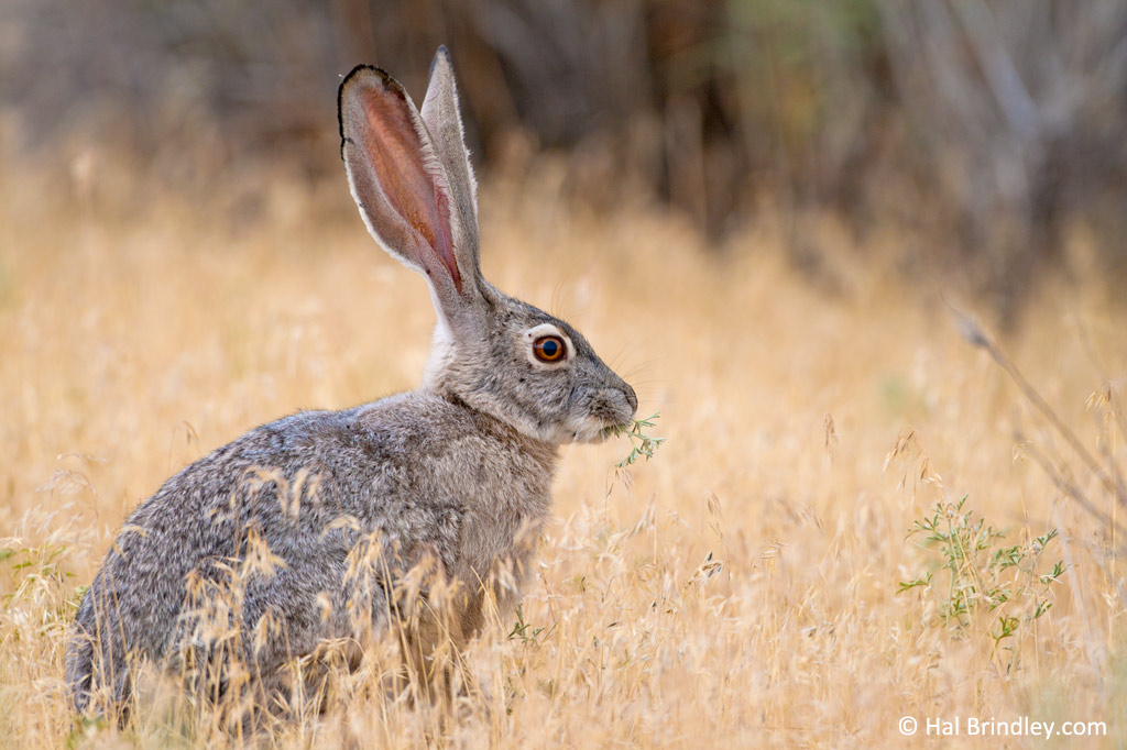 A Jack Rabbit on Antelope Island State Park, Utah