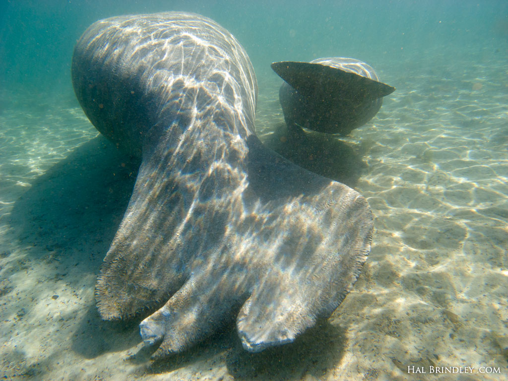 A manatee tail damaged by a boat helix A manatee tail damaged by a boat helix