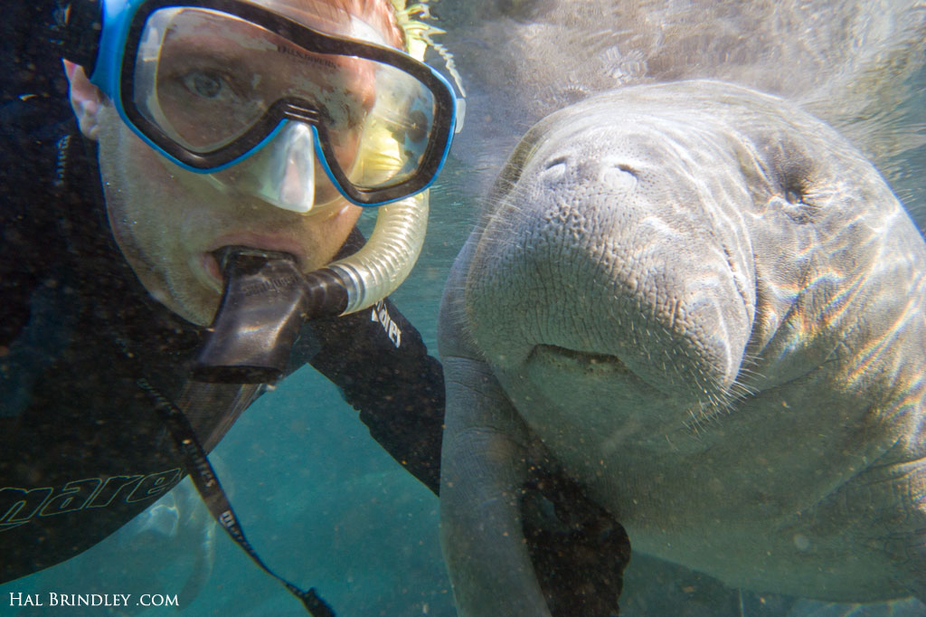 A young manatee approached Hal and didn't let him alone until they hold hands. A young manatee approached Hal and didn't let him alone until they hold hands.