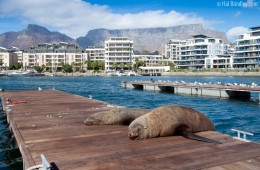 Seals resting outside Two Oceans Aquarium in Cape Town