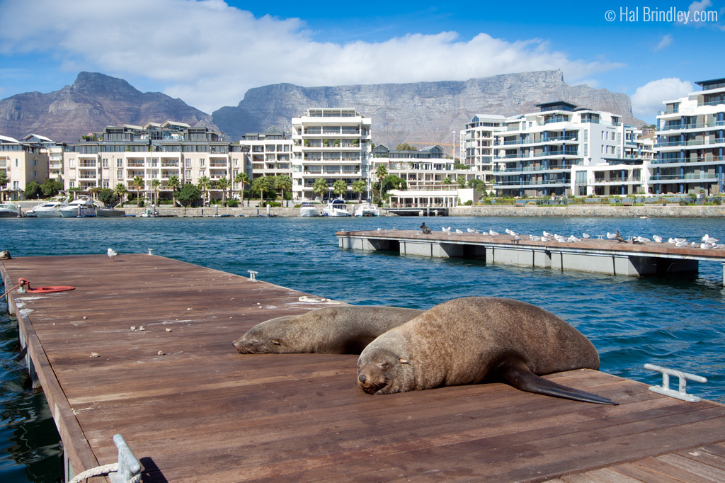 Seals resting outside Two Oceans Aquarium in Cape Town