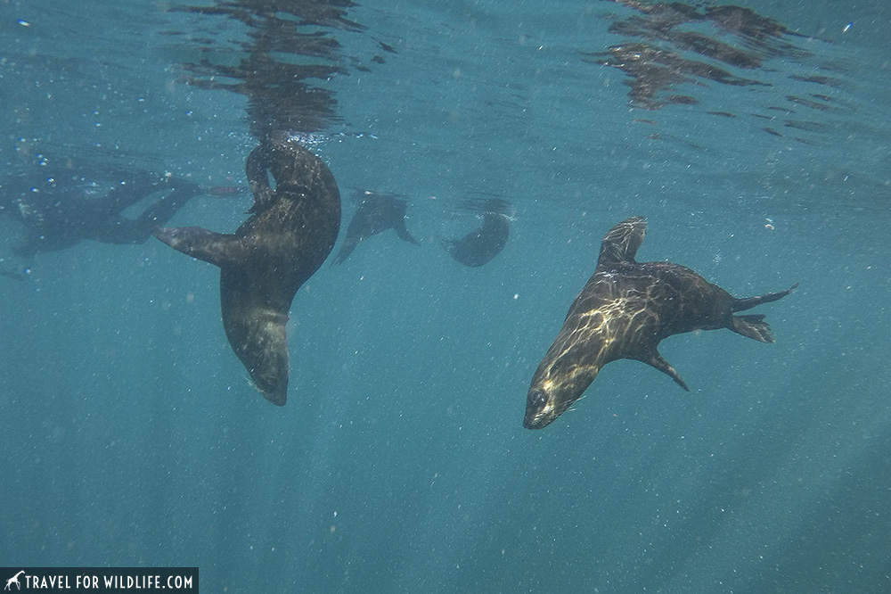 Two seals swimming underwater