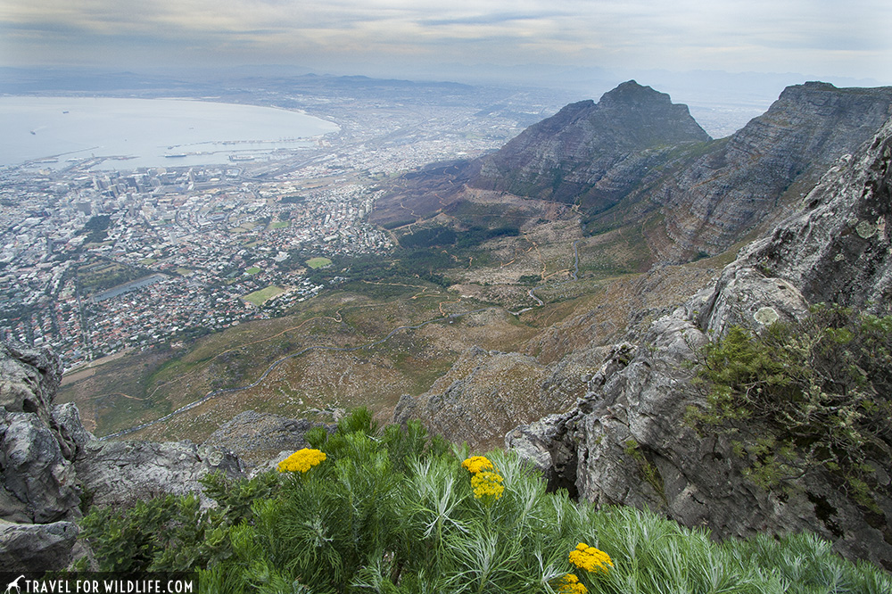 Table Mountain view