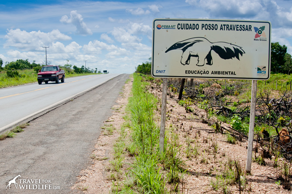 Giant Anteater crossing sign, Pantanal, Brazil