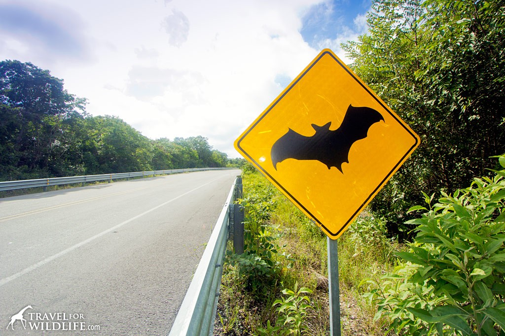 Bat crossing sign, near Calkmul, Mexico