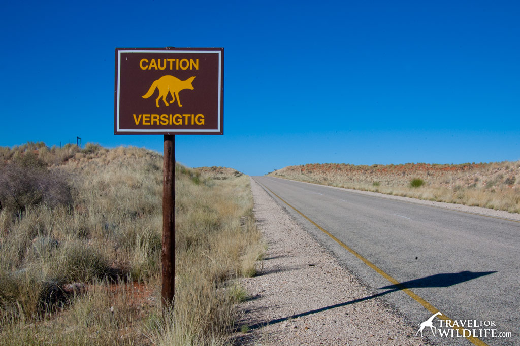 Bat-eared Fox crossing sign, Kalahari Desert, South Africa
