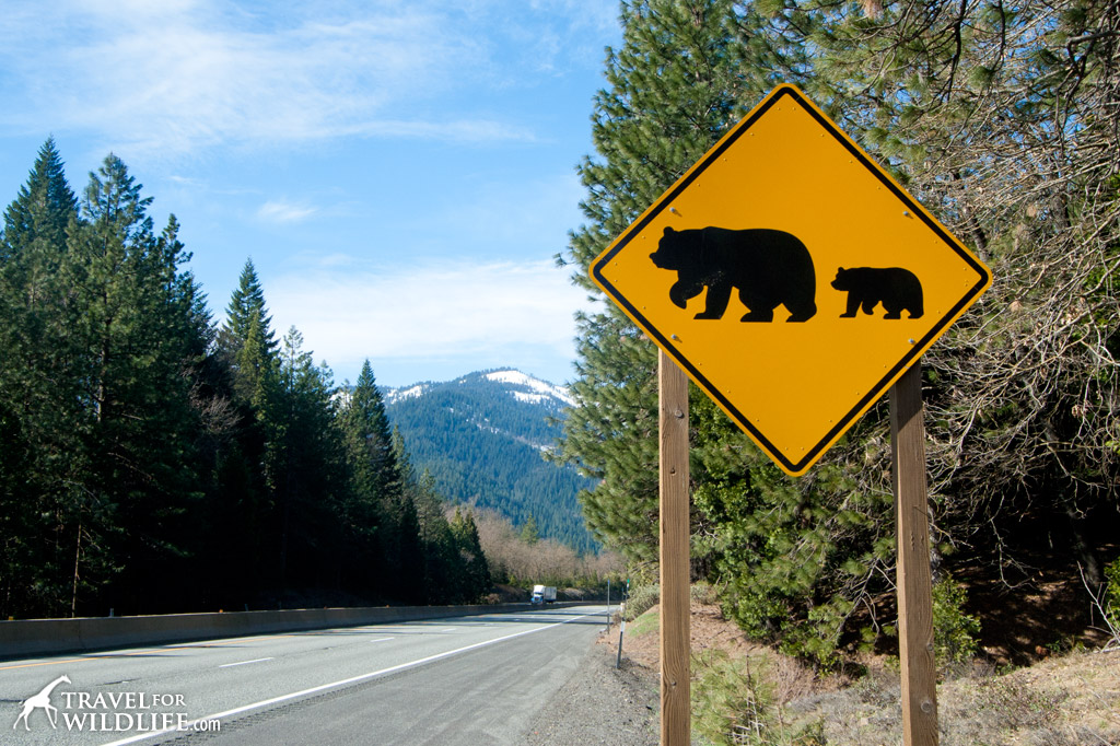 Bear crossing sign, California, USA