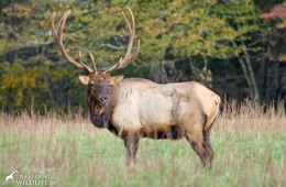Elk bull