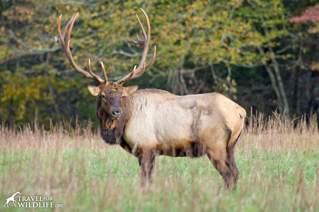 Elk Smoky Mountains