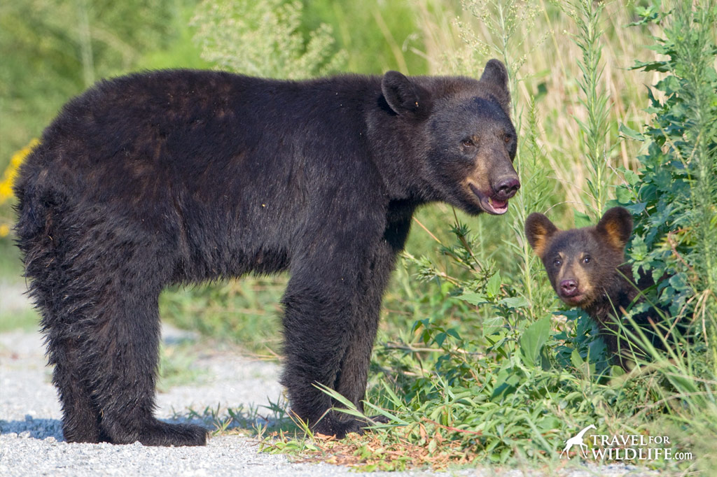 Black bear mother and cub, Alligator River NWR, North Carolina