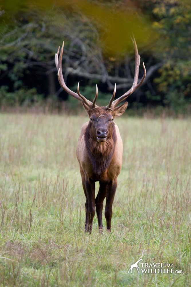Bull elk with fully grown antlers