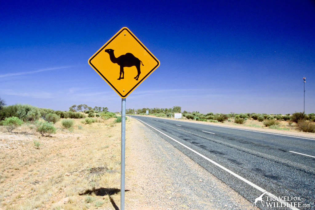 Camel crossing sign, Australia