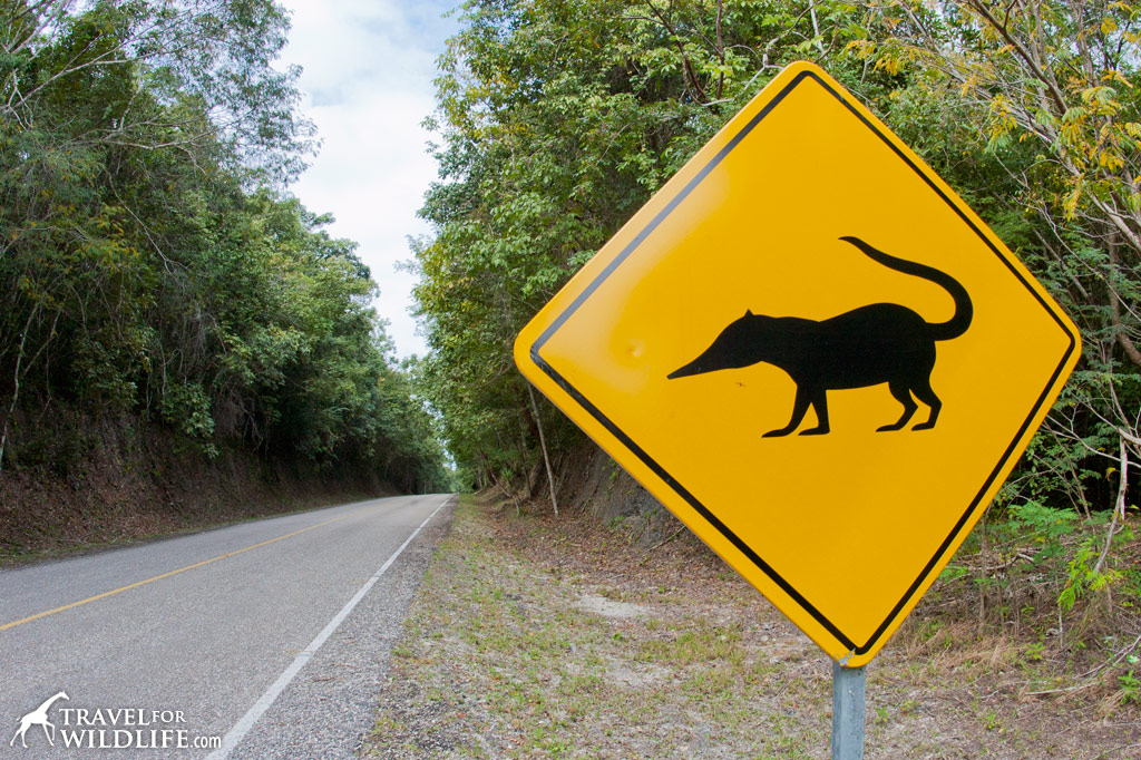 Migratory Routes Need Animal Crossing Signs
