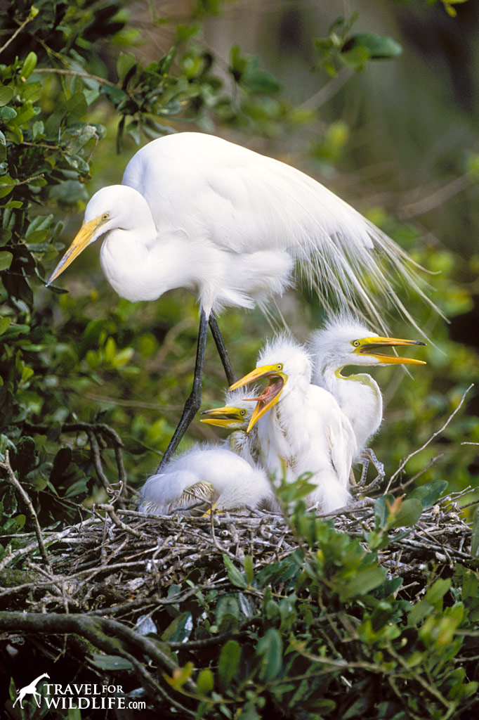 Great Egret mother with four baby egrets on the nest.