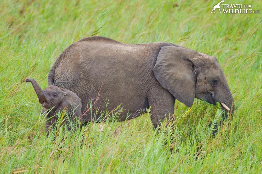 Baby elephant sounds