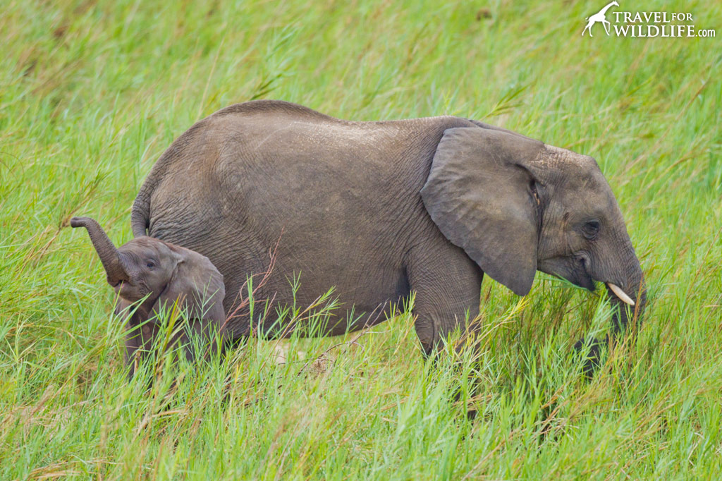 Elephant baby and mother. Kruger National Park, South Africa