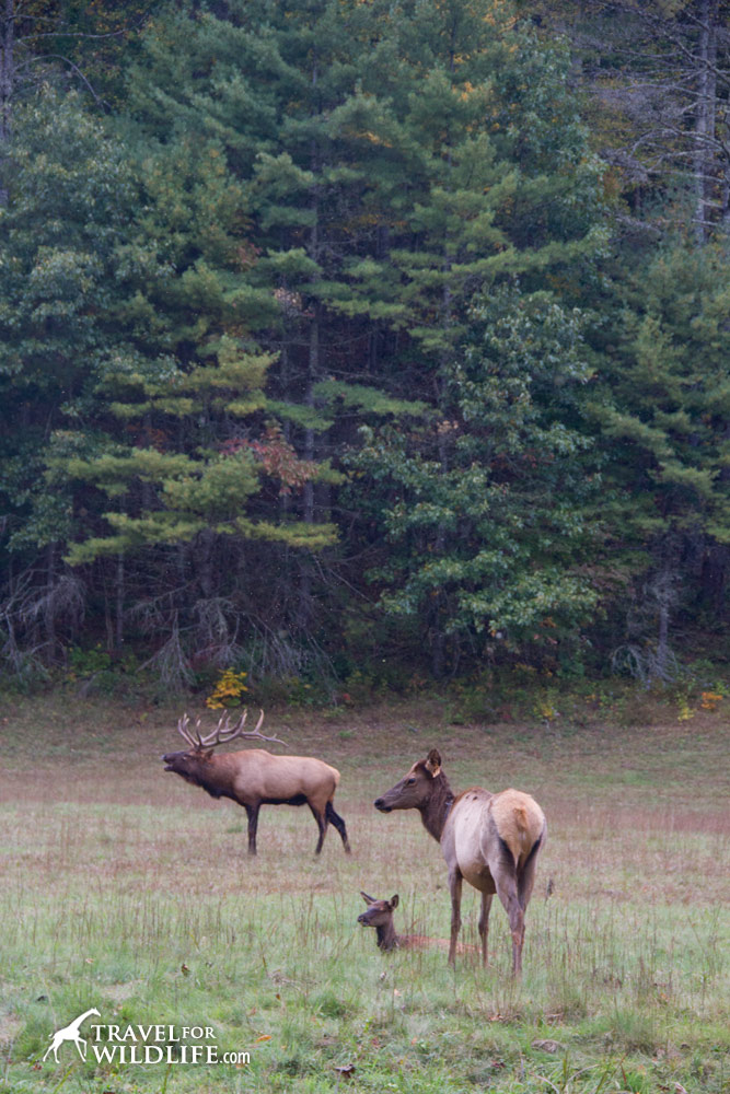 Elk mother and calf