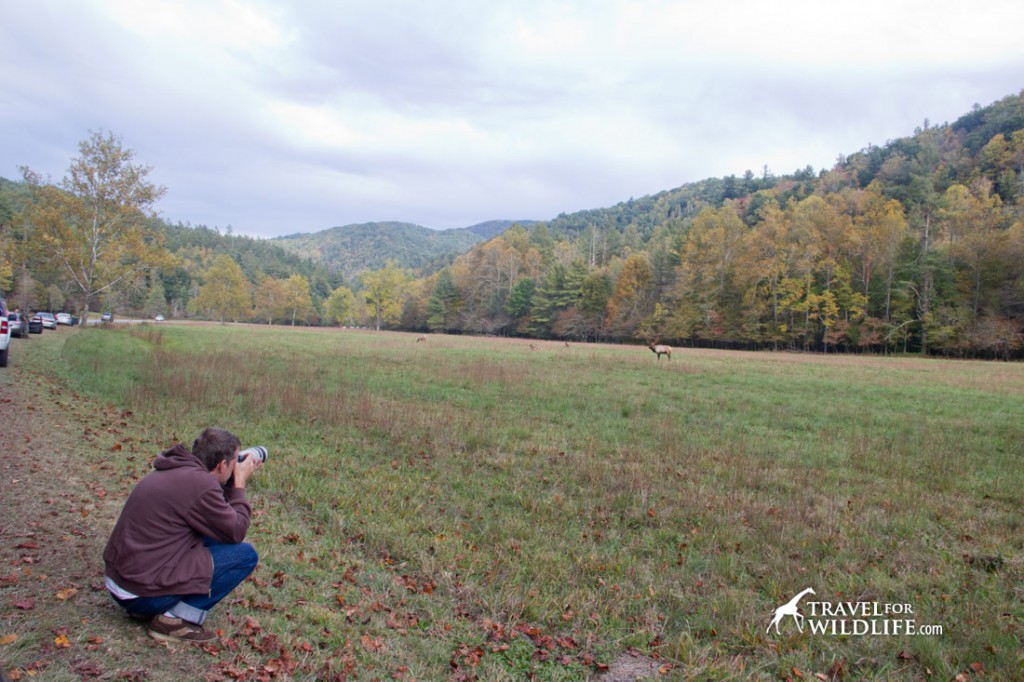 Elk viewing