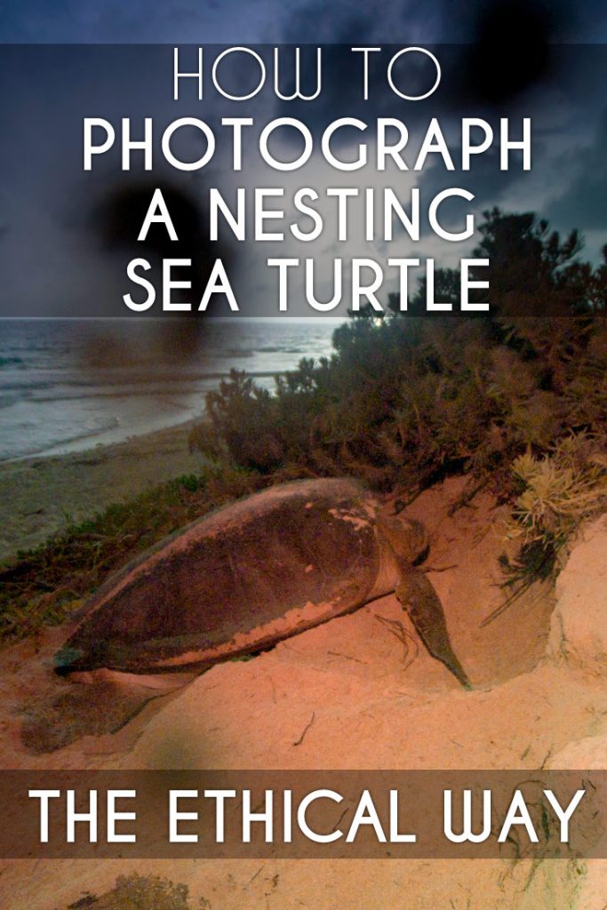 Nesting sea turtles are easily disturbed. Here is an ethical guide on how to photograph a nesting sea turtle.