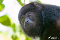 young Black Howler Monkey, Belize